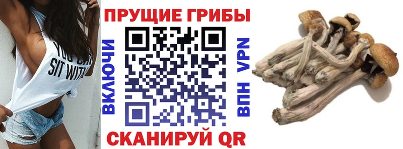 Псилоцибиновые грибы GOLDEN TEACHER  дарнет шоп  Безенчук 